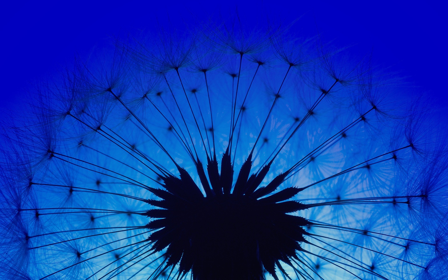 Белый одуванчик на фоне голубого неба в сумерках