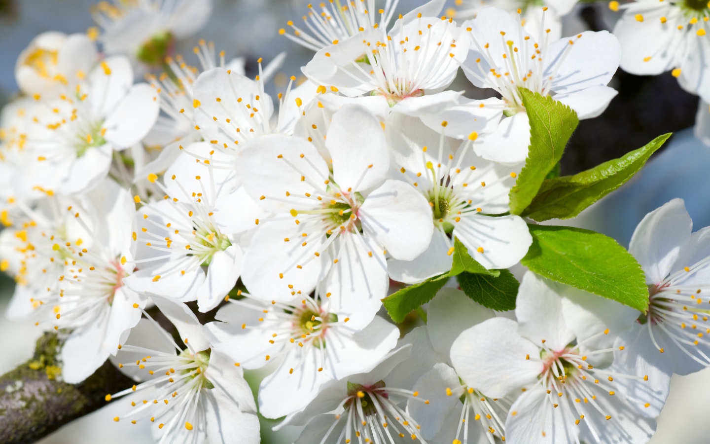 Белые нежные цветы черешни на дереве
