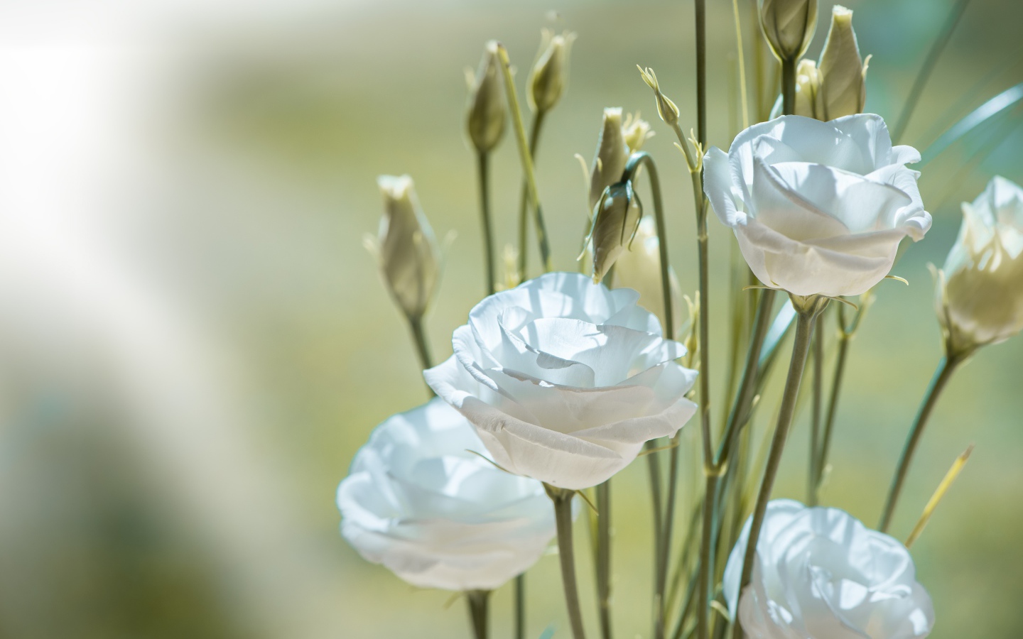 Белые цветы эустома с бутонами крупным планом