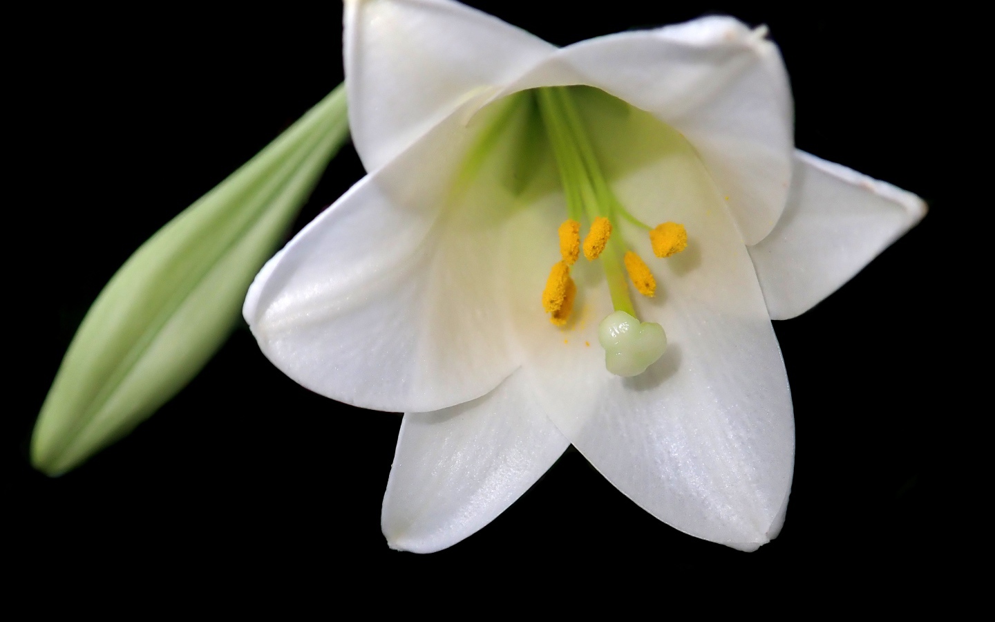 Белая лилия с бутоном на черном фоне