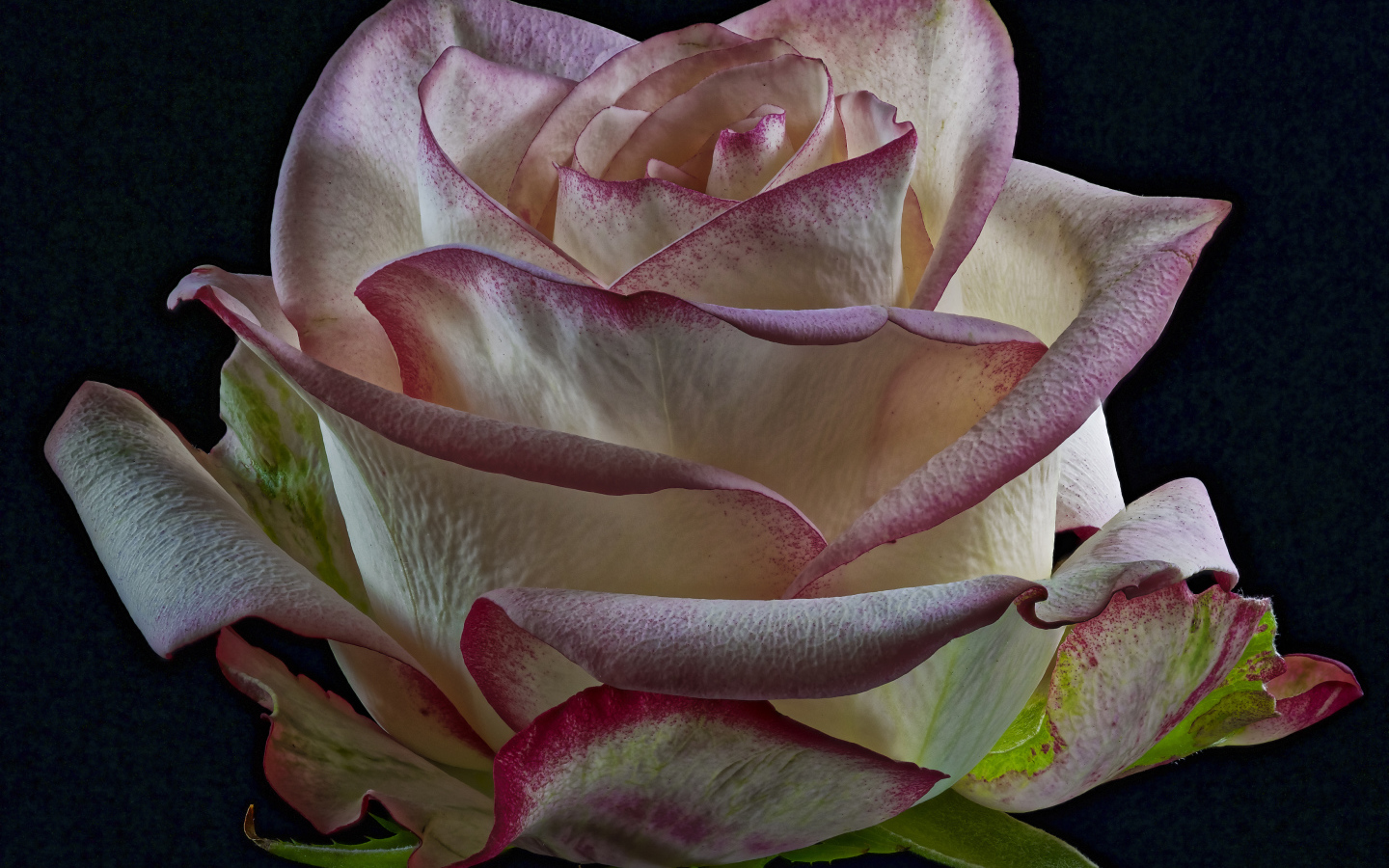 Белая роза с розовыми краями на лепестках на черном фоне