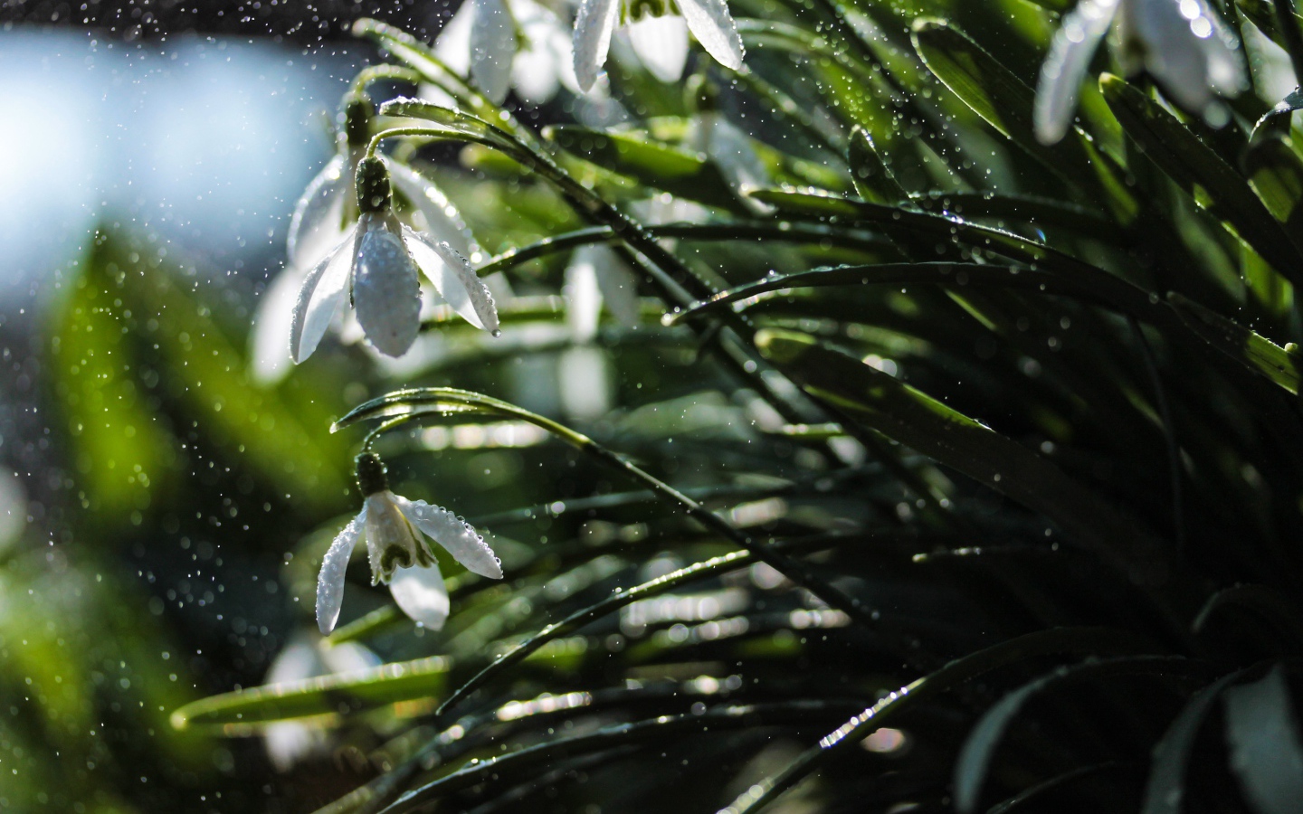 Белые подснежники под дождем
