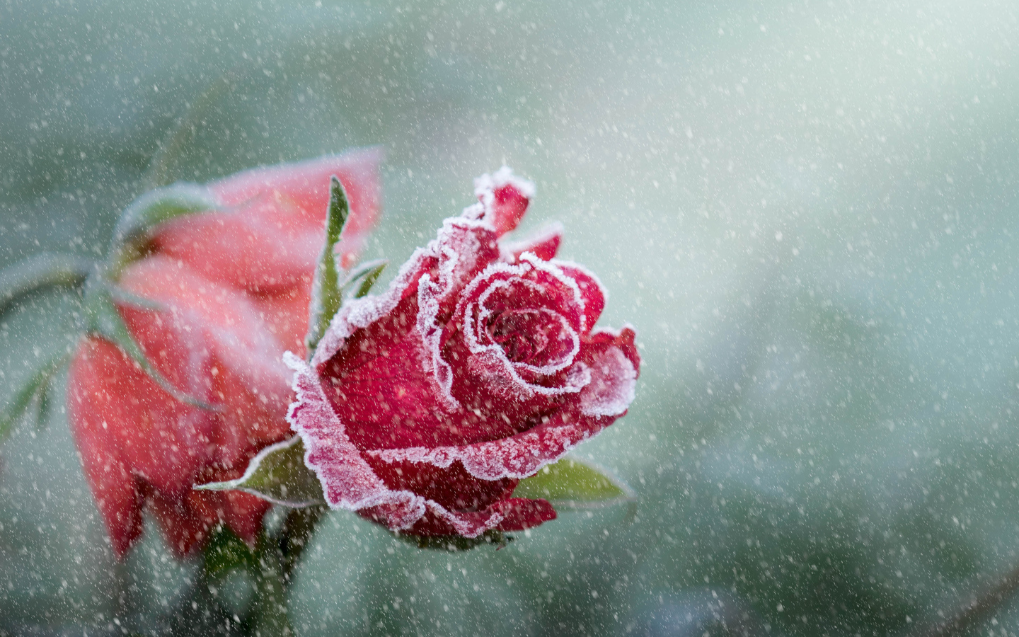 Покрытая инеем красная роза зимой