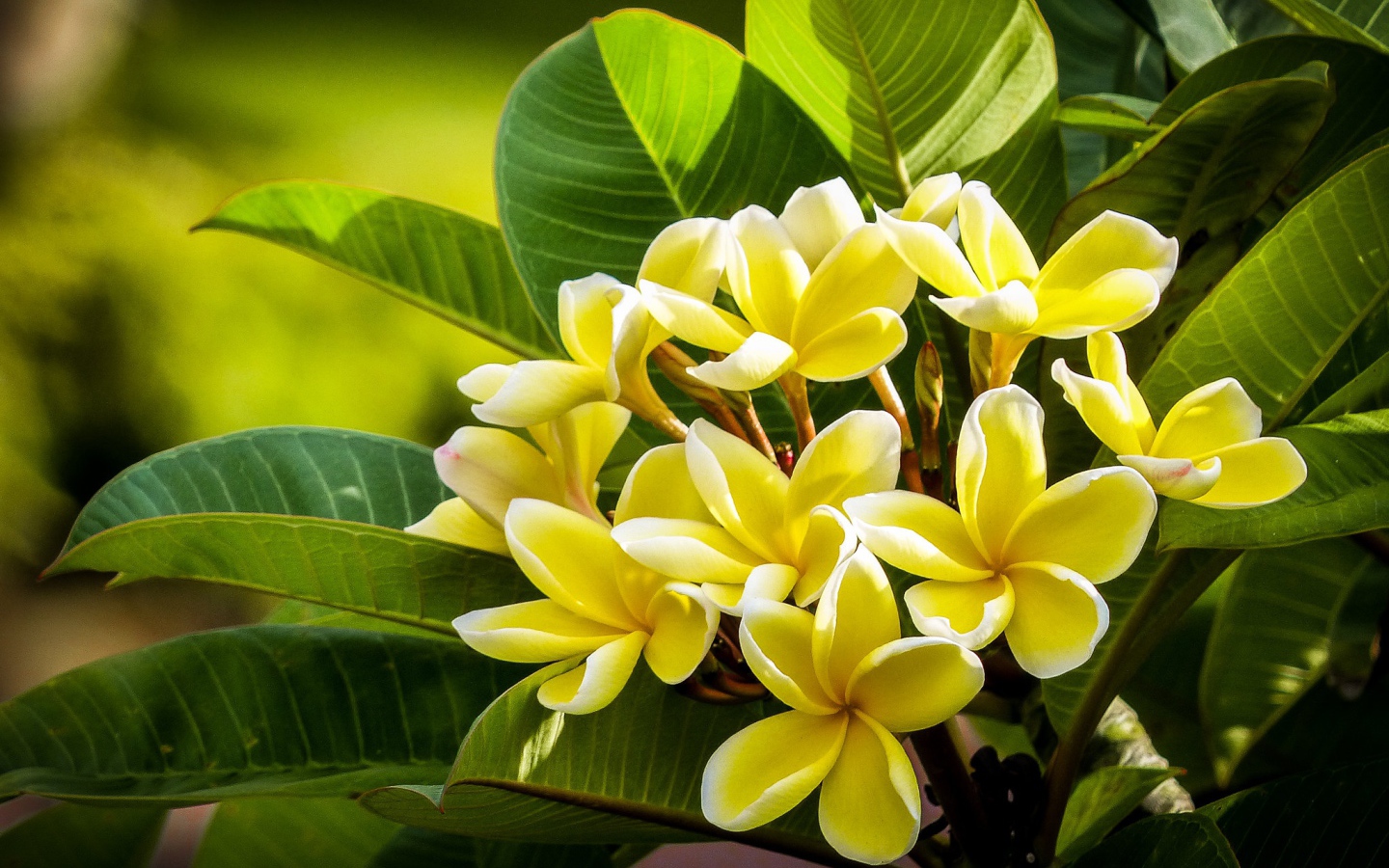 Желтые цветы плюмерии с зелеными листьями 