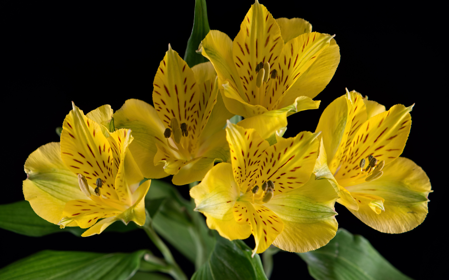Желтые цветы альстромерии на черном фоне