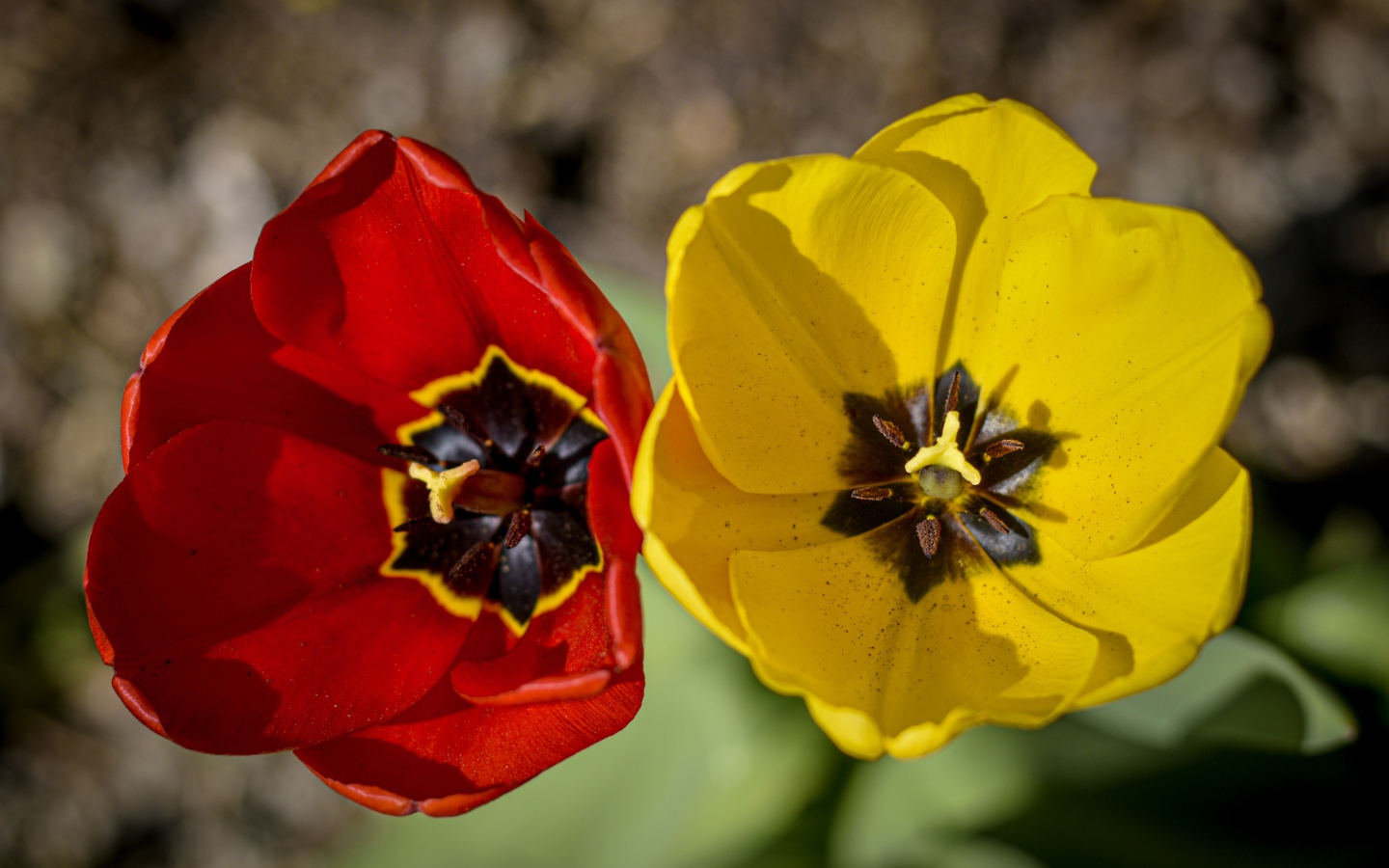 Желтый и красный тюльпаны в лучах солнца 