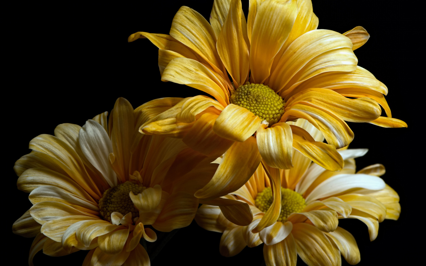 Желтые цветы хризантемы на черном фоне крупным планом