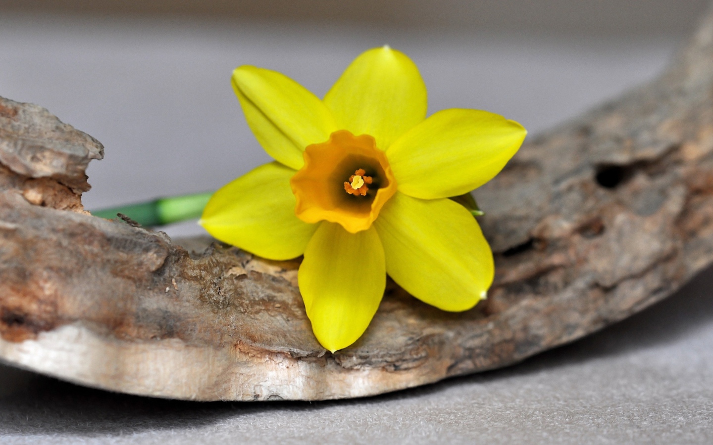 Желтый цветок нарцисса лежит на коре 