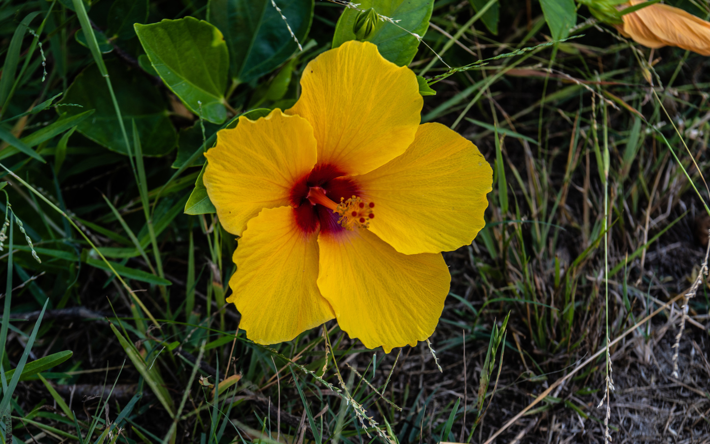 Желтый цветок гибискуса в траве 