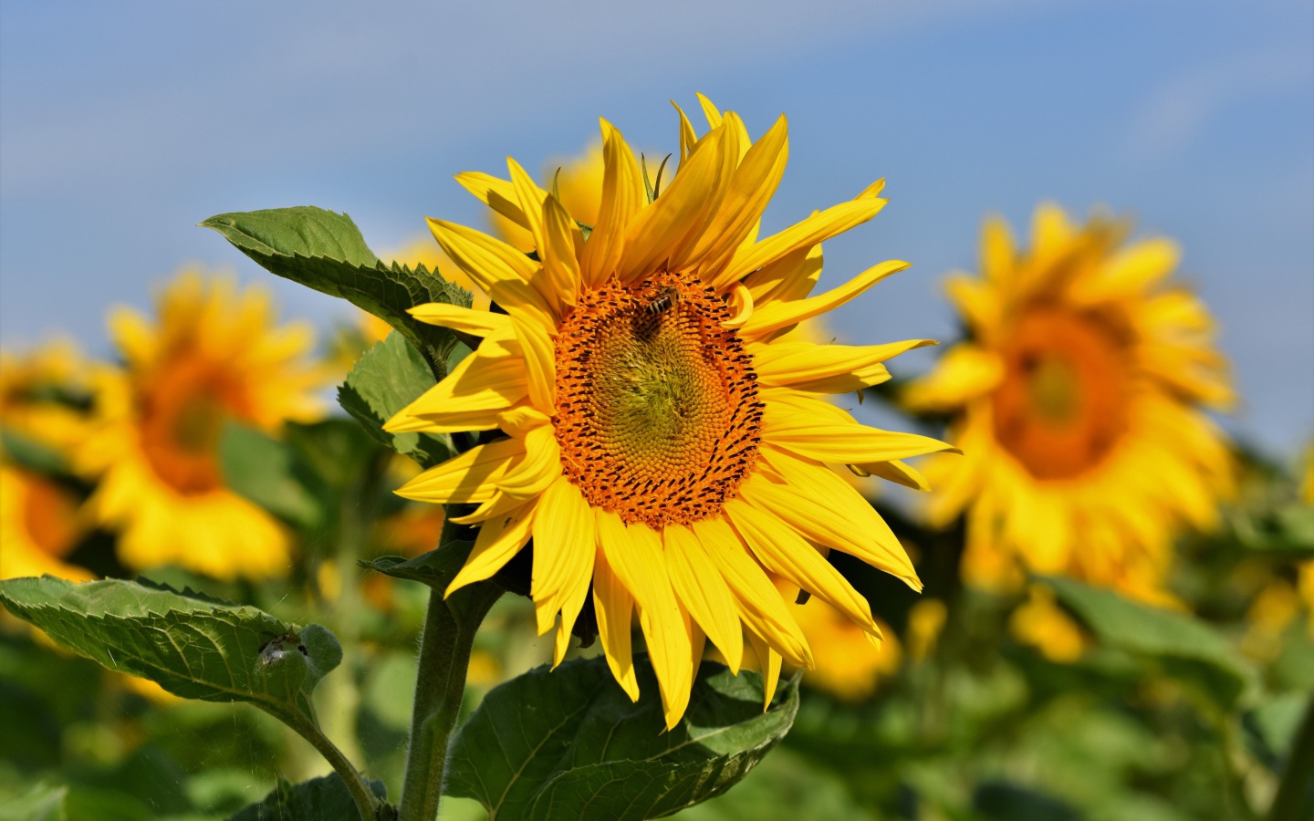 Желтые лепестки подсолнуха с зелеными листьями на поле летом