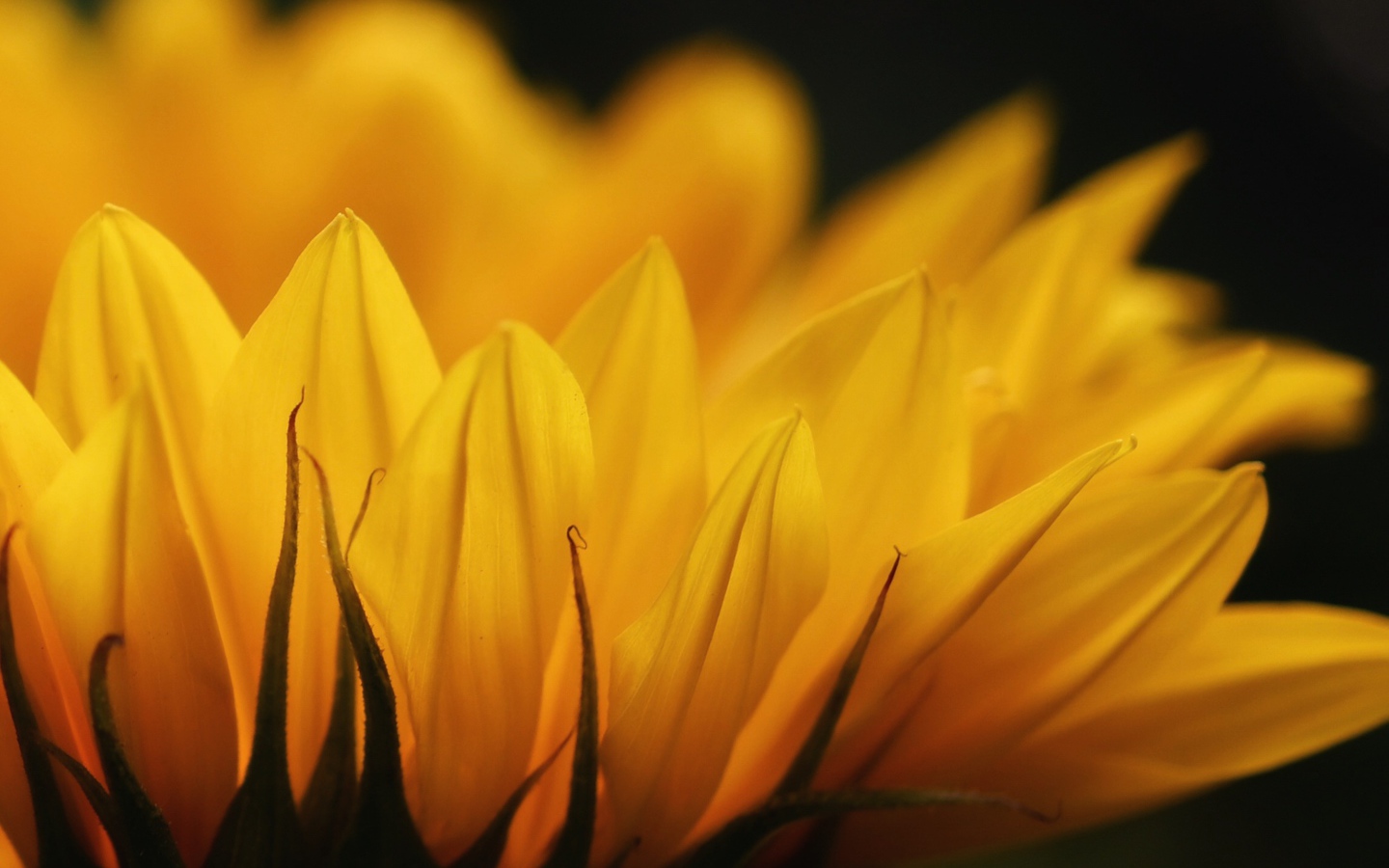 Желтые лепестки подсолнуха крупным планом