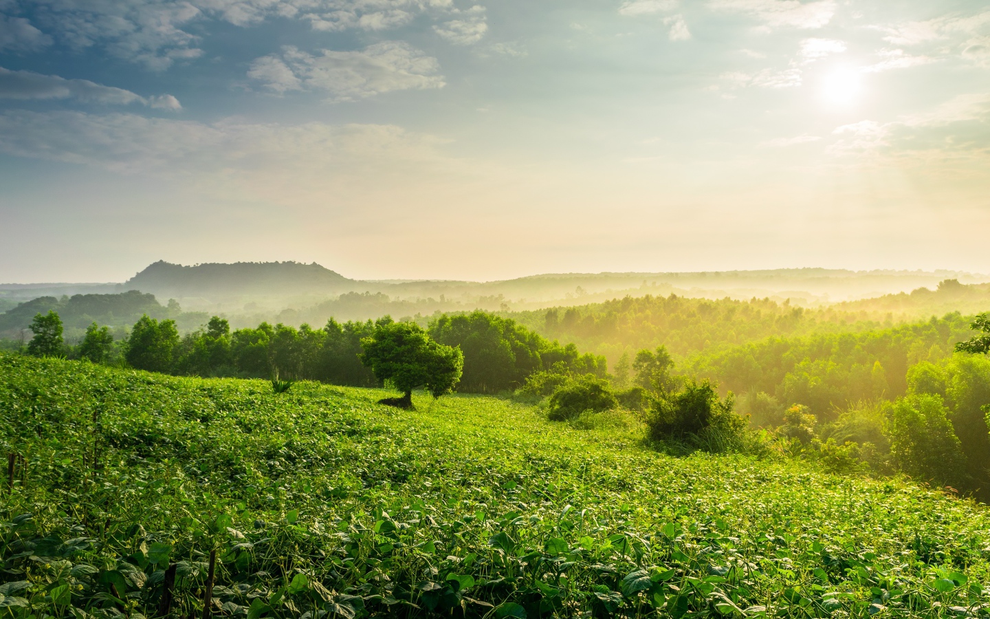 Туман окутал зеленые заросли леса на рассвете