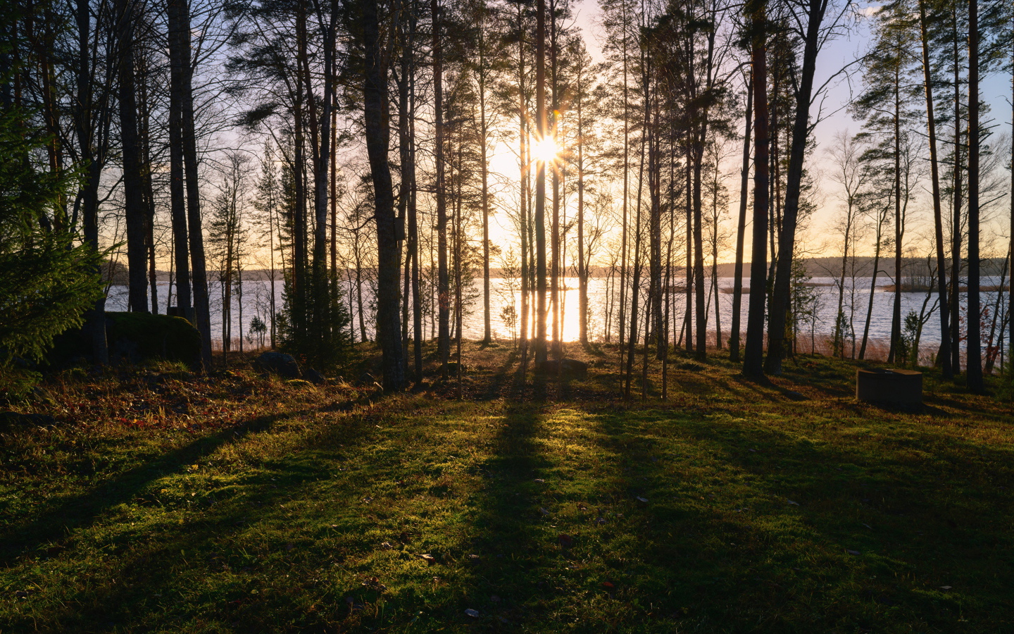 Солнце пробивается сквозь деревья в лесу у реки