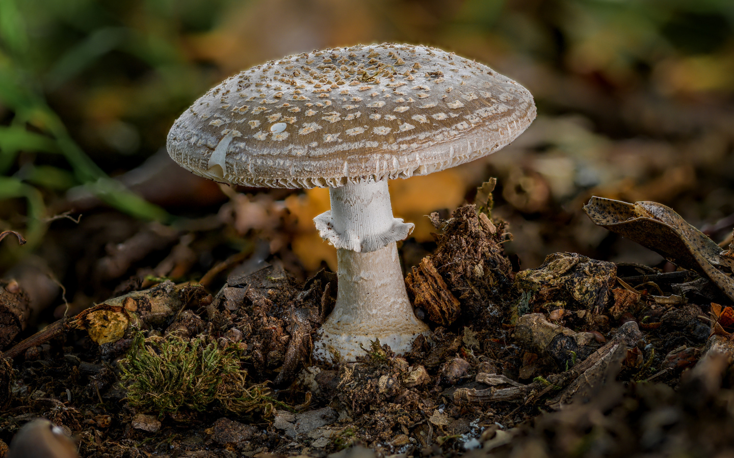 Гриб мухомор в рыхлой земле в лесу 