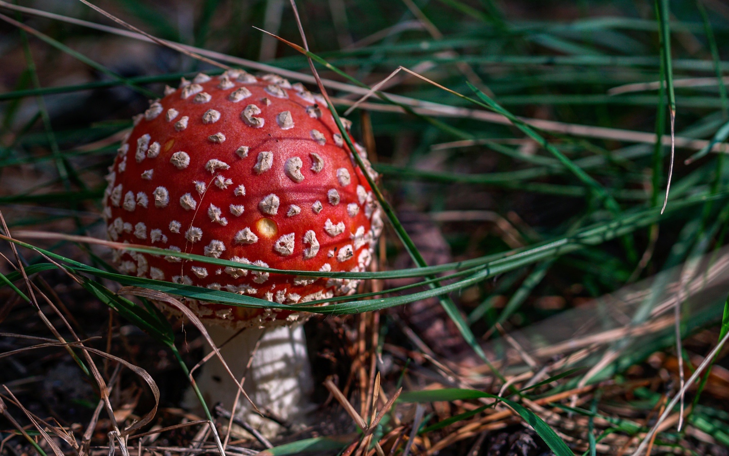 Красный мухомор в зеленой траве в лучах солнца 