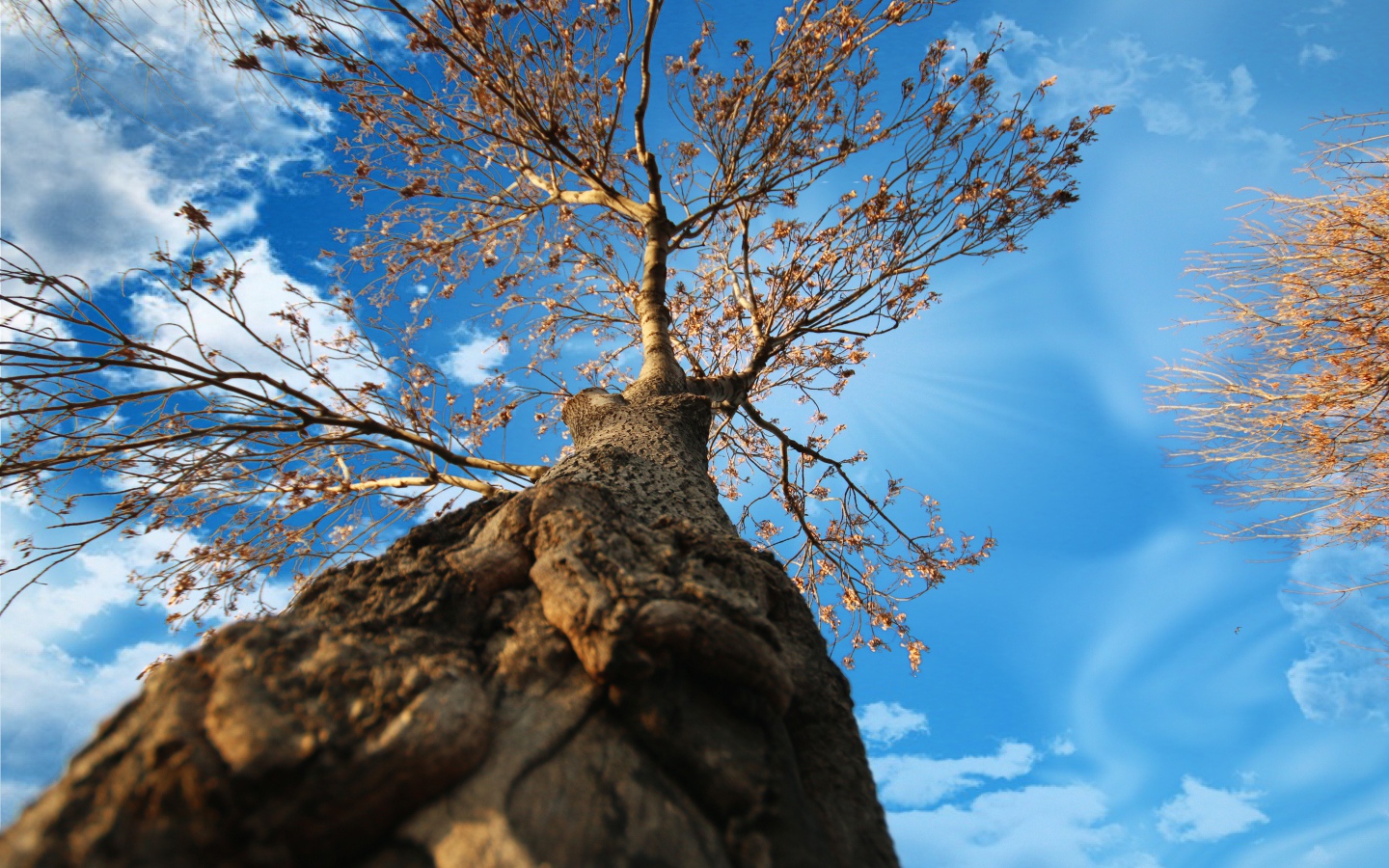 Вид с земли на крону старого дерева под голубым небом