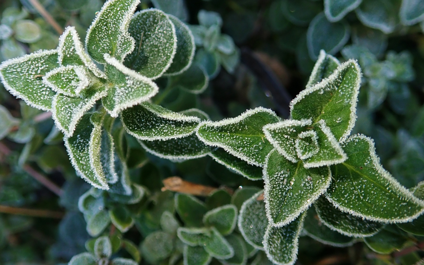 Покрытые инеем зеленые растения