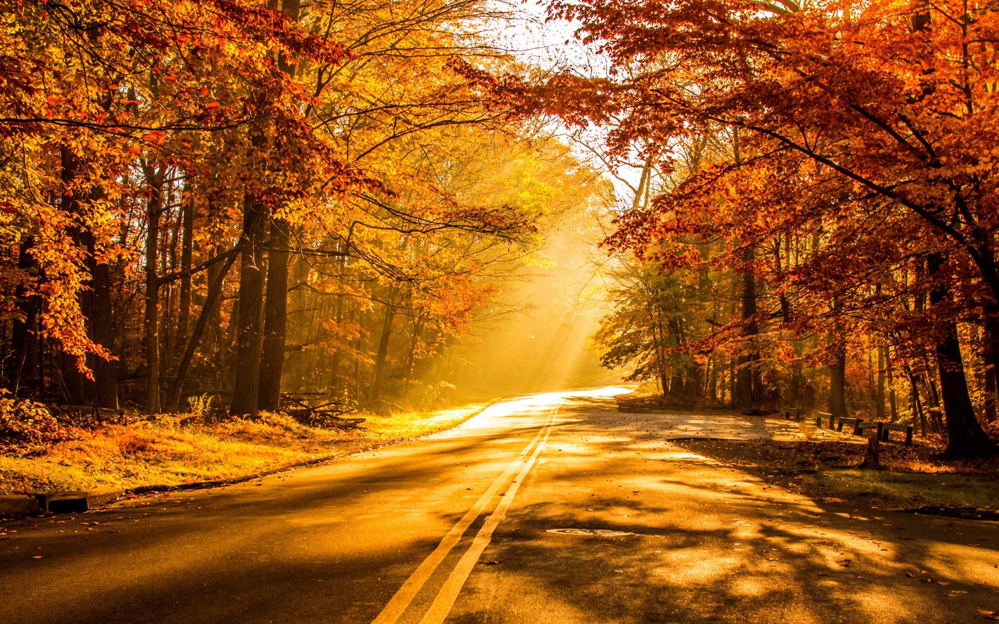Яркое солнце на дороге в осеннем лесу
