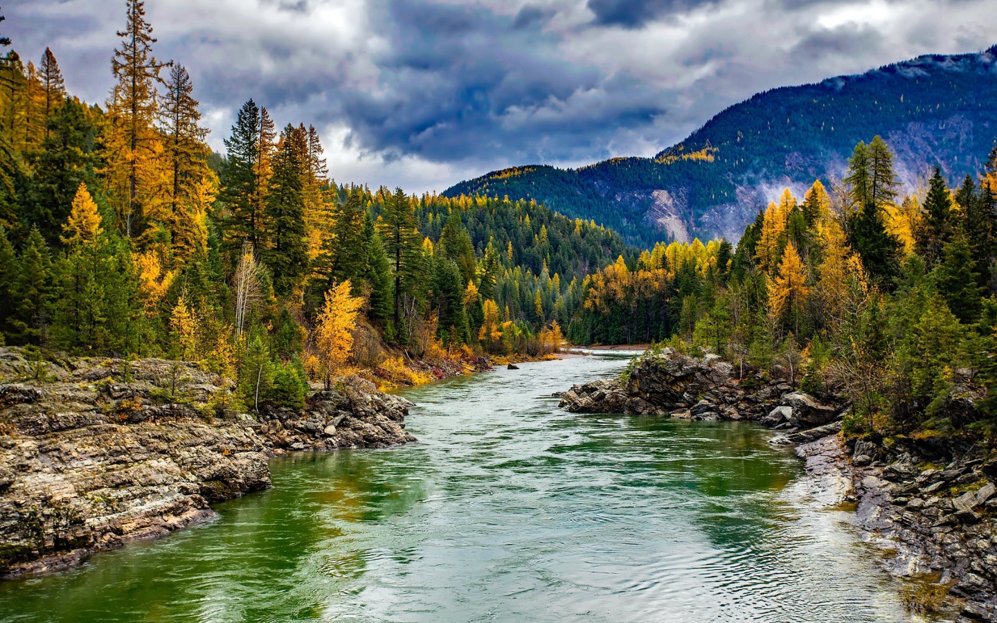 Быстрая горная река у хвойного леса осенью 