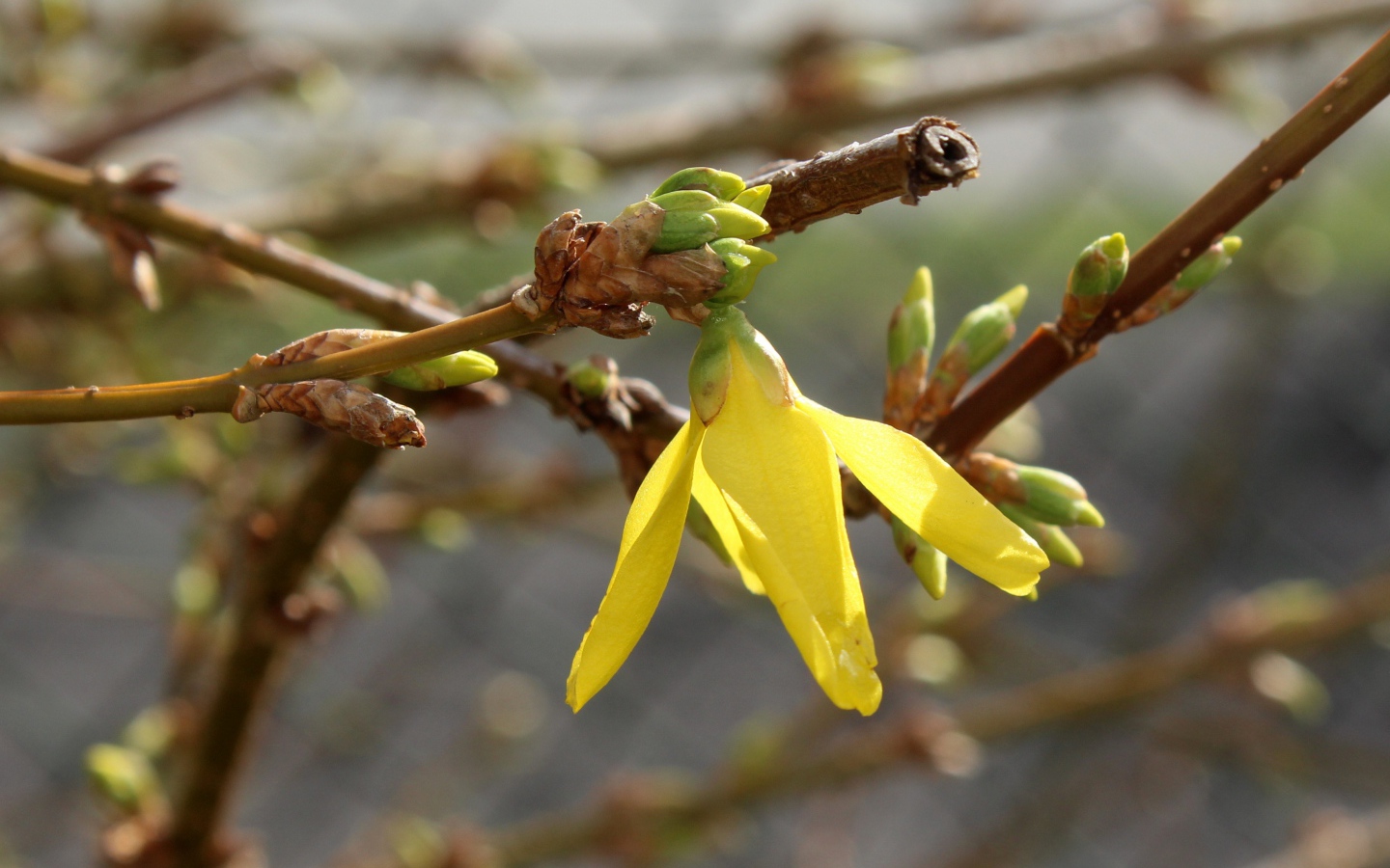 Желтый цветок на ветке дерева с почками