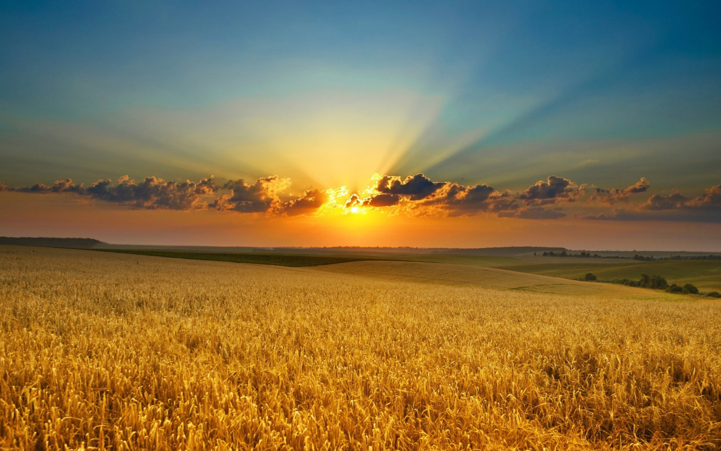 Закат яркого летнего солнца над полем пшеницы