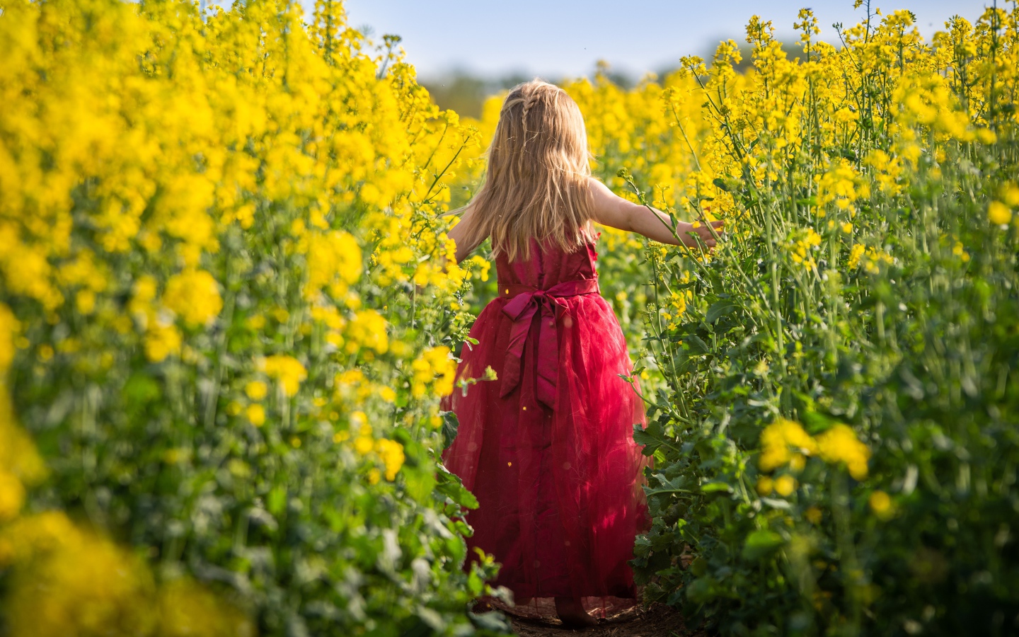 Маленькая девочка идет по полю с желтыми цветами