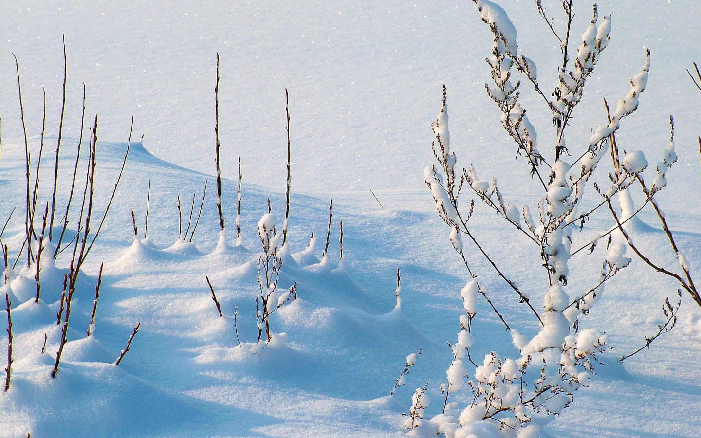 Покрытая снегом трава на улице зимой 