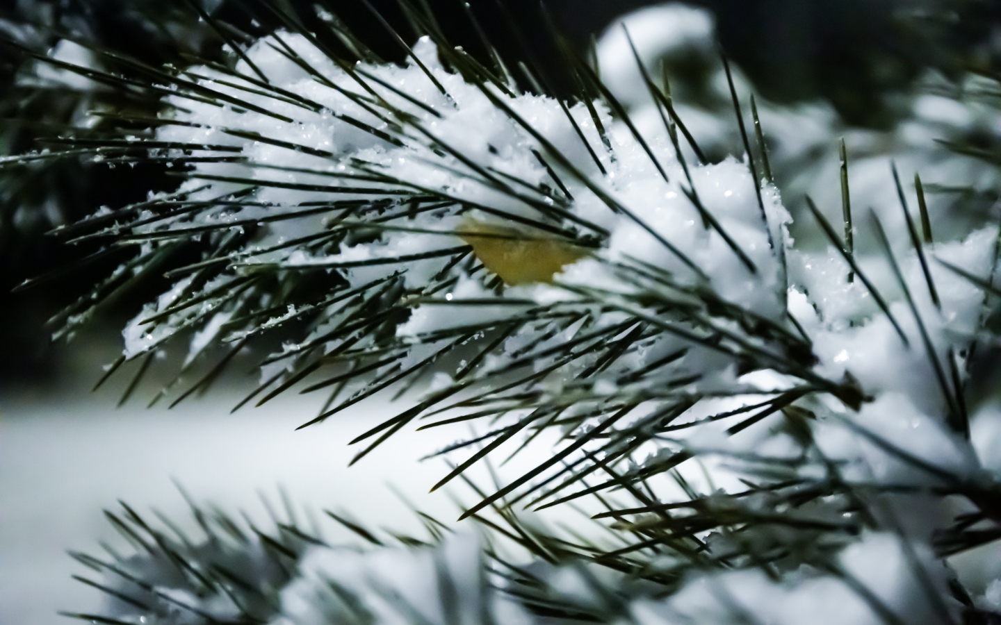 Snow covered pine branch with green needles close up