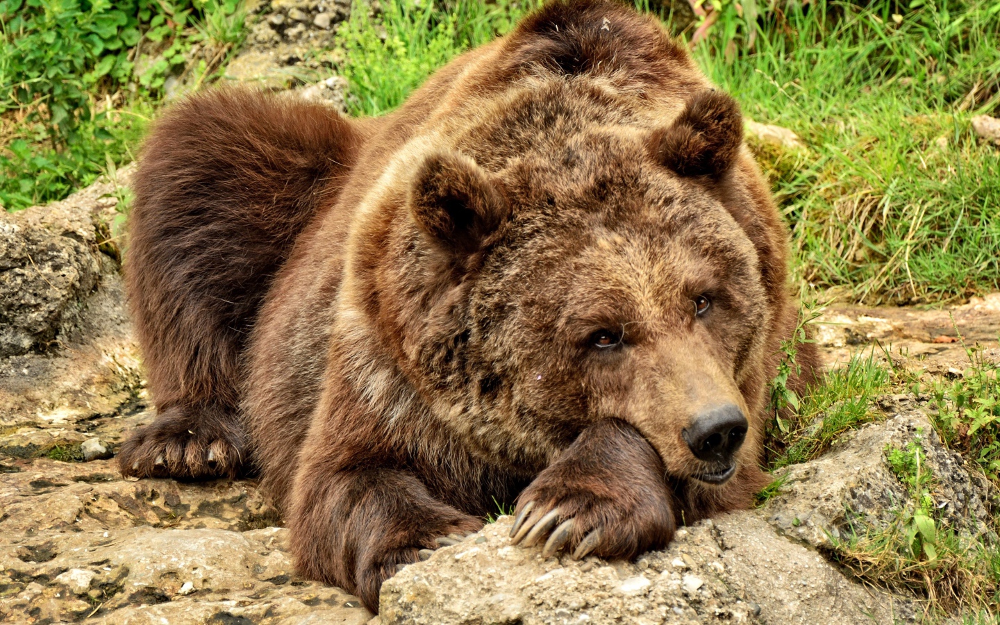 Большой бурый медведь лежит на камне 