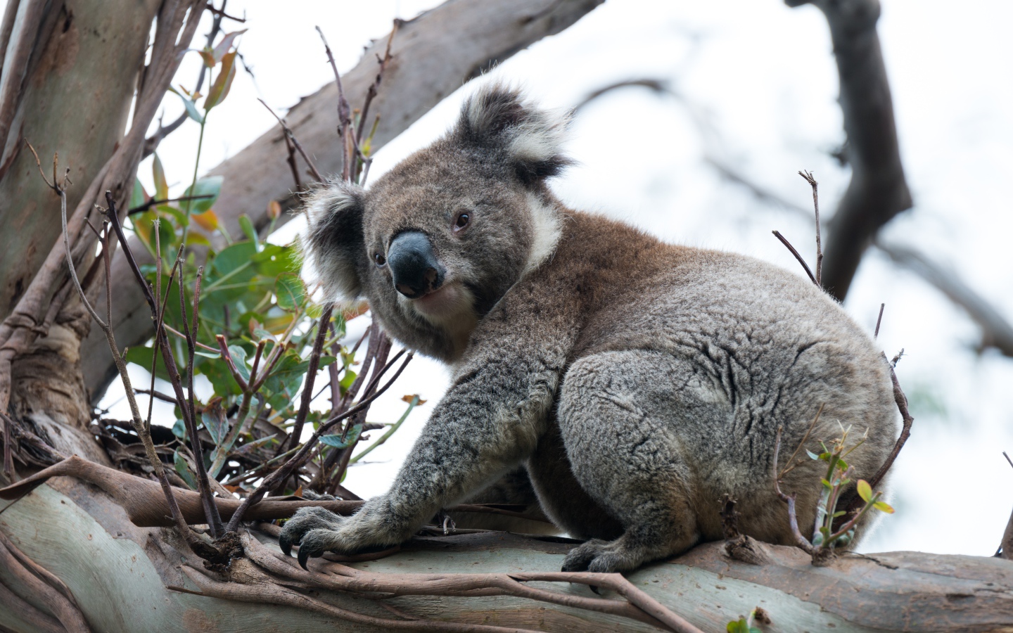 Большая коала сидит на ветке дерева