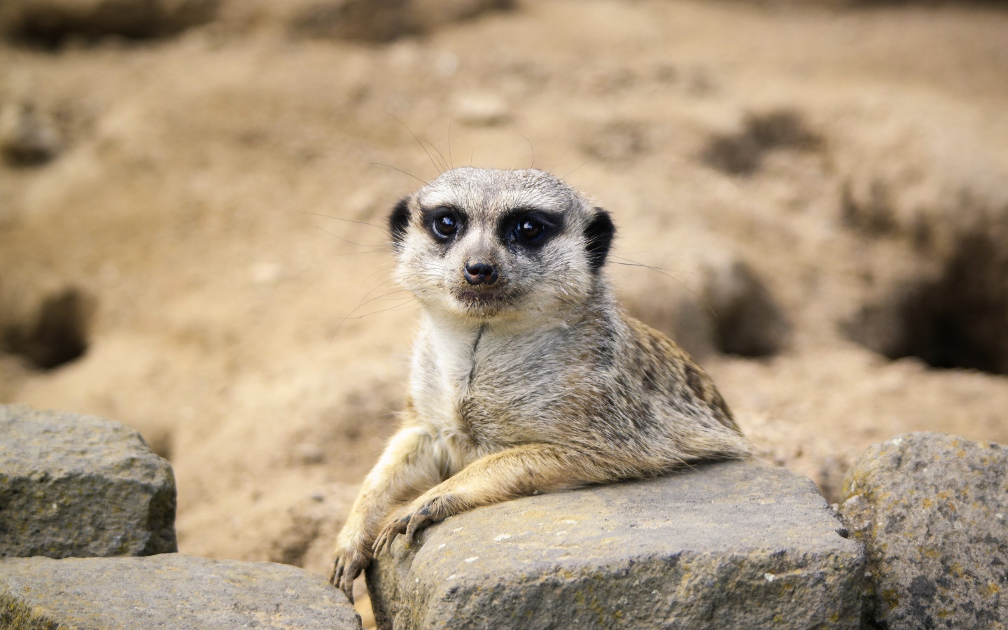 A funny meerkat lies on a stone