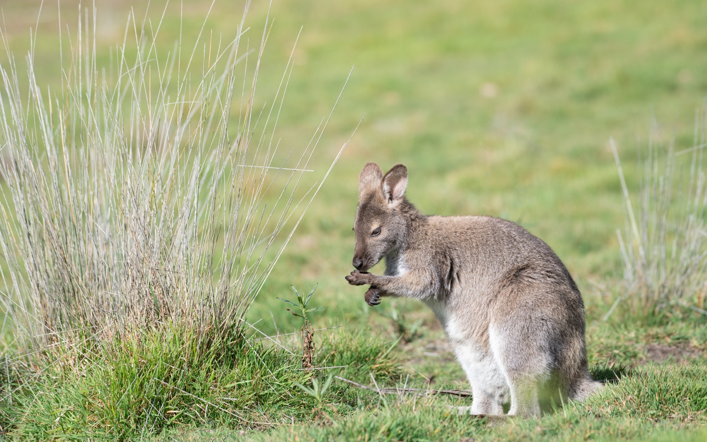 Серый кенгуру сидит на зеленой траве