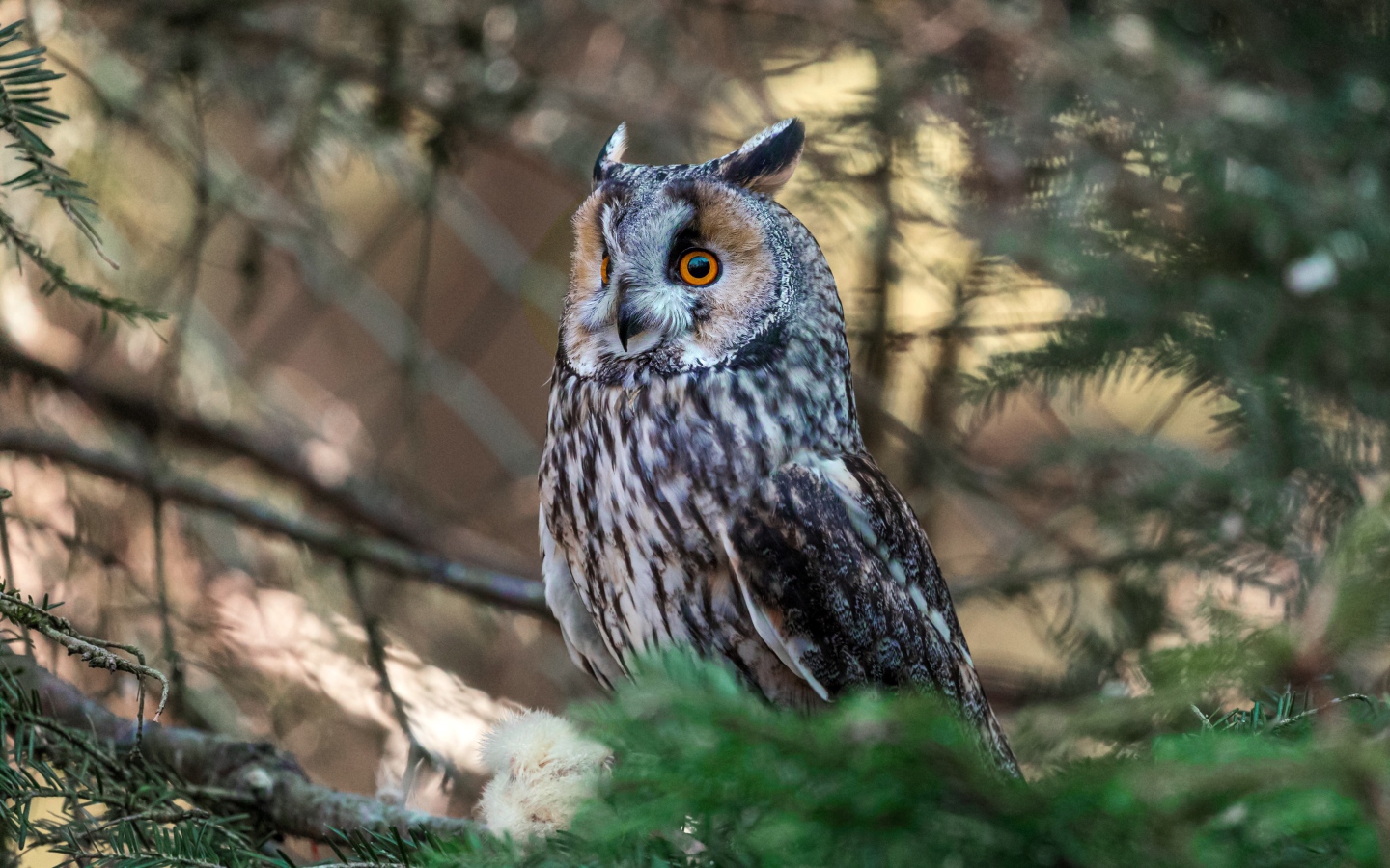 Большая ушастая сова сидит на ветке ели