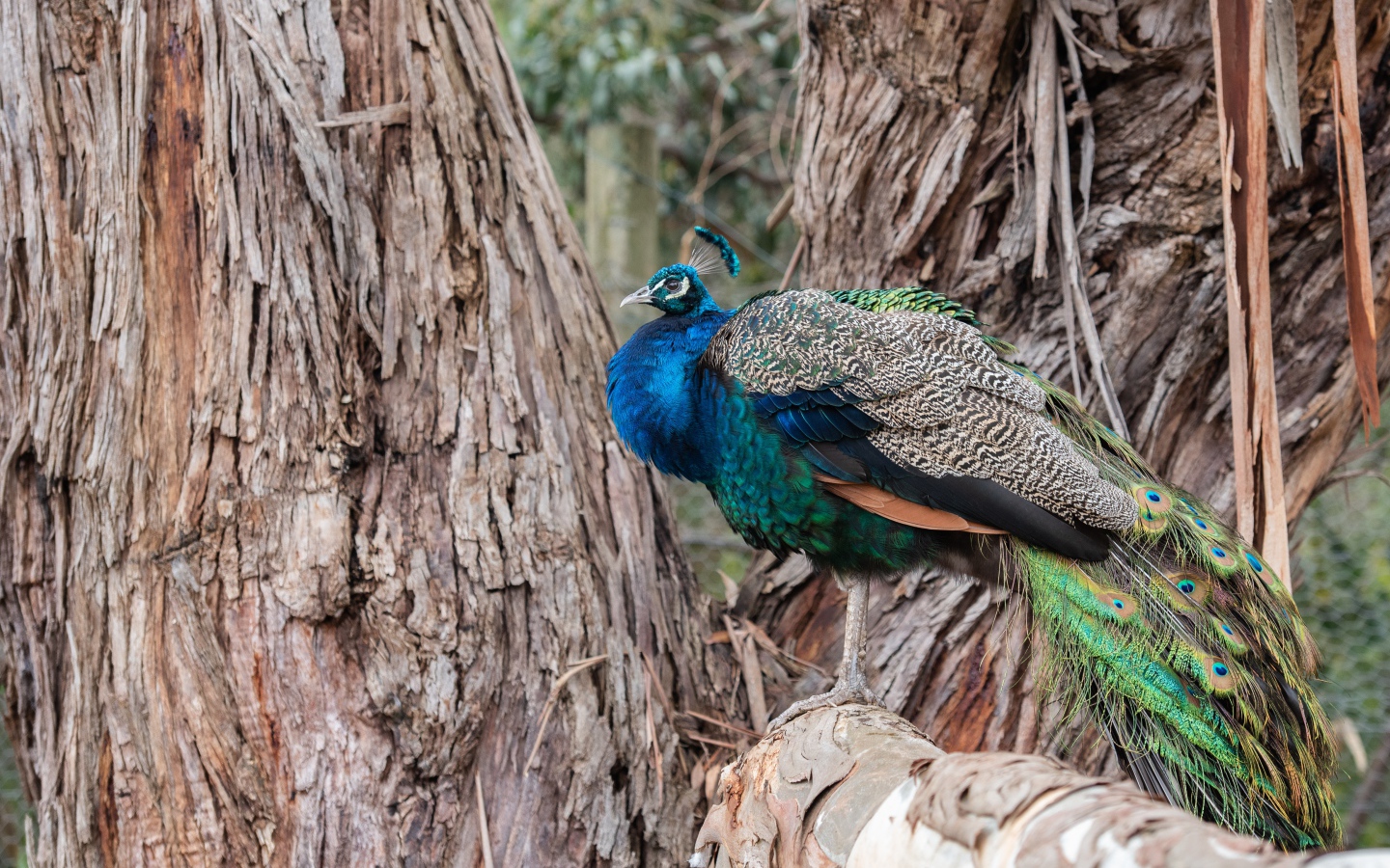 Большой фазан сидит на дереве
