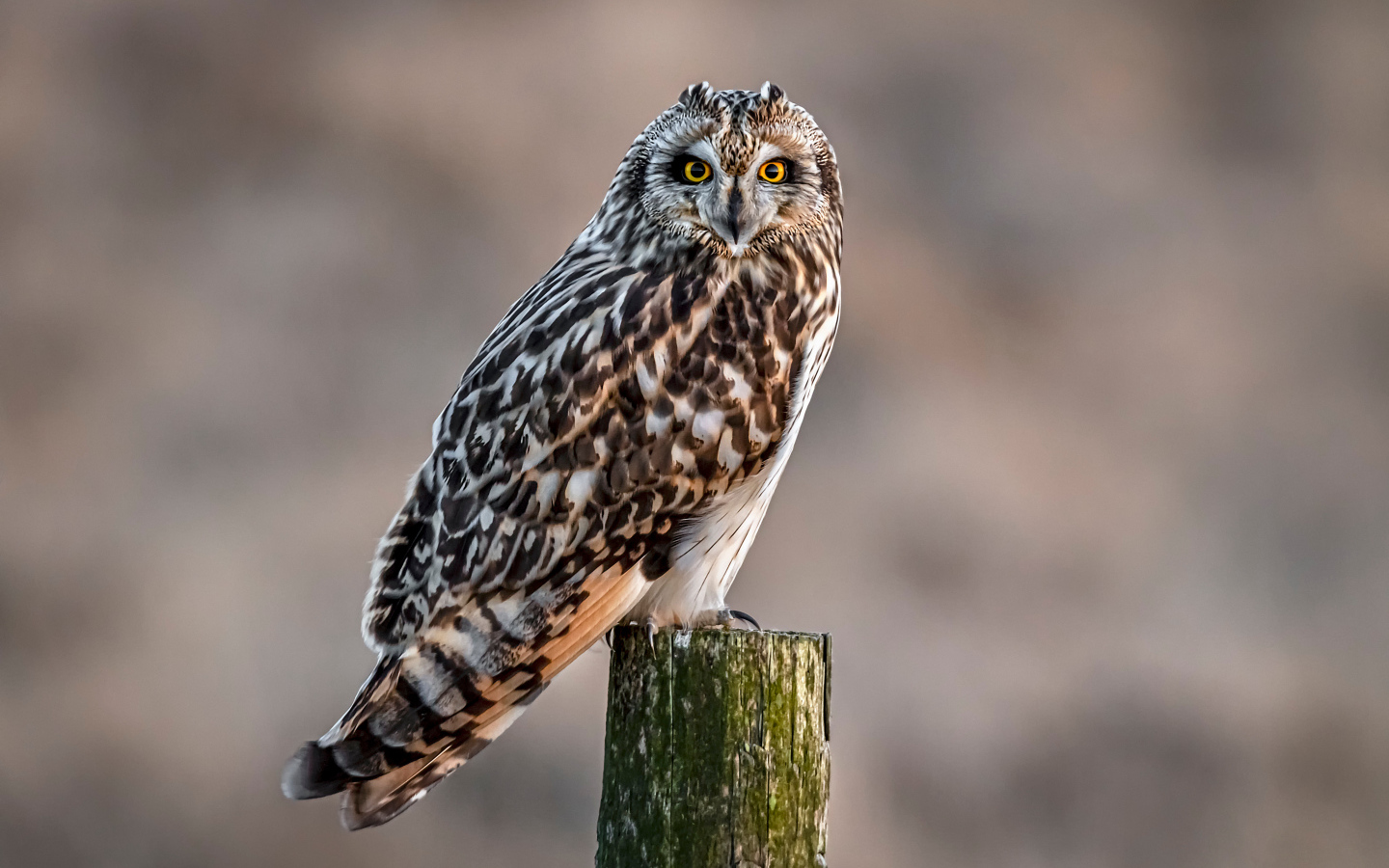 Большая серая птица сова сидит на дереве 