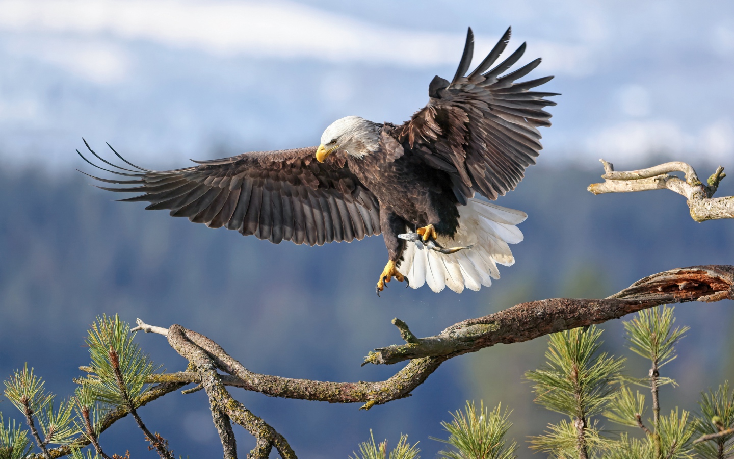 Большой хищный орел садится на ветку