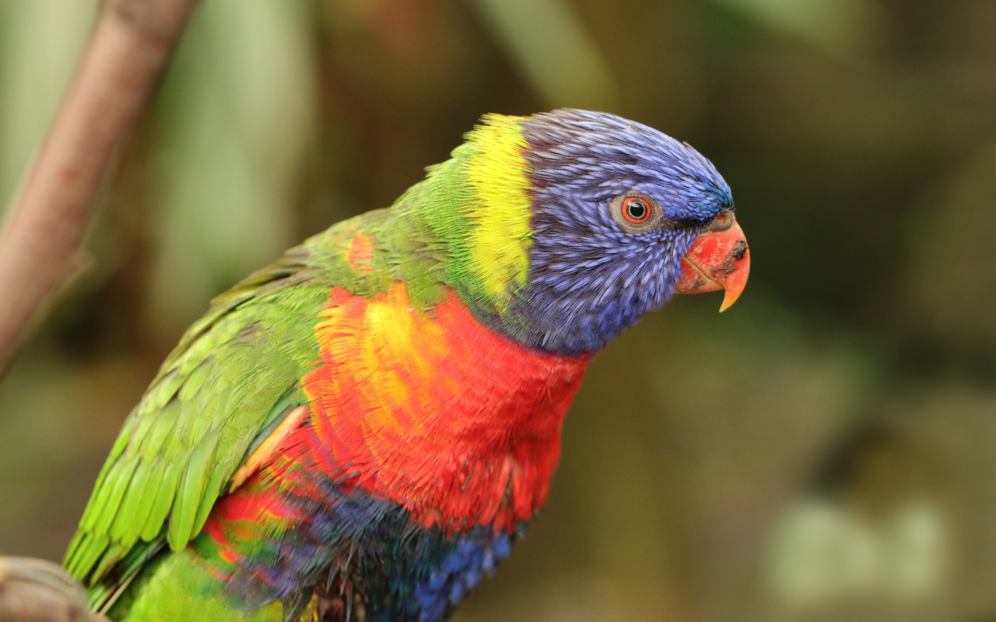 Разноцветный попугай с маленьким клювом 
