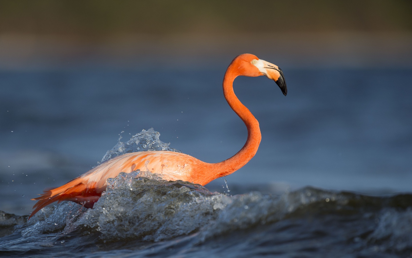 Розовый фламинго с длинным клювом стоит в воде