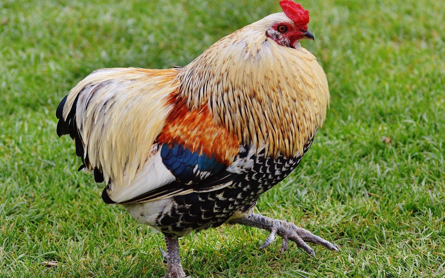 Красивый домашний петух идет по траве 