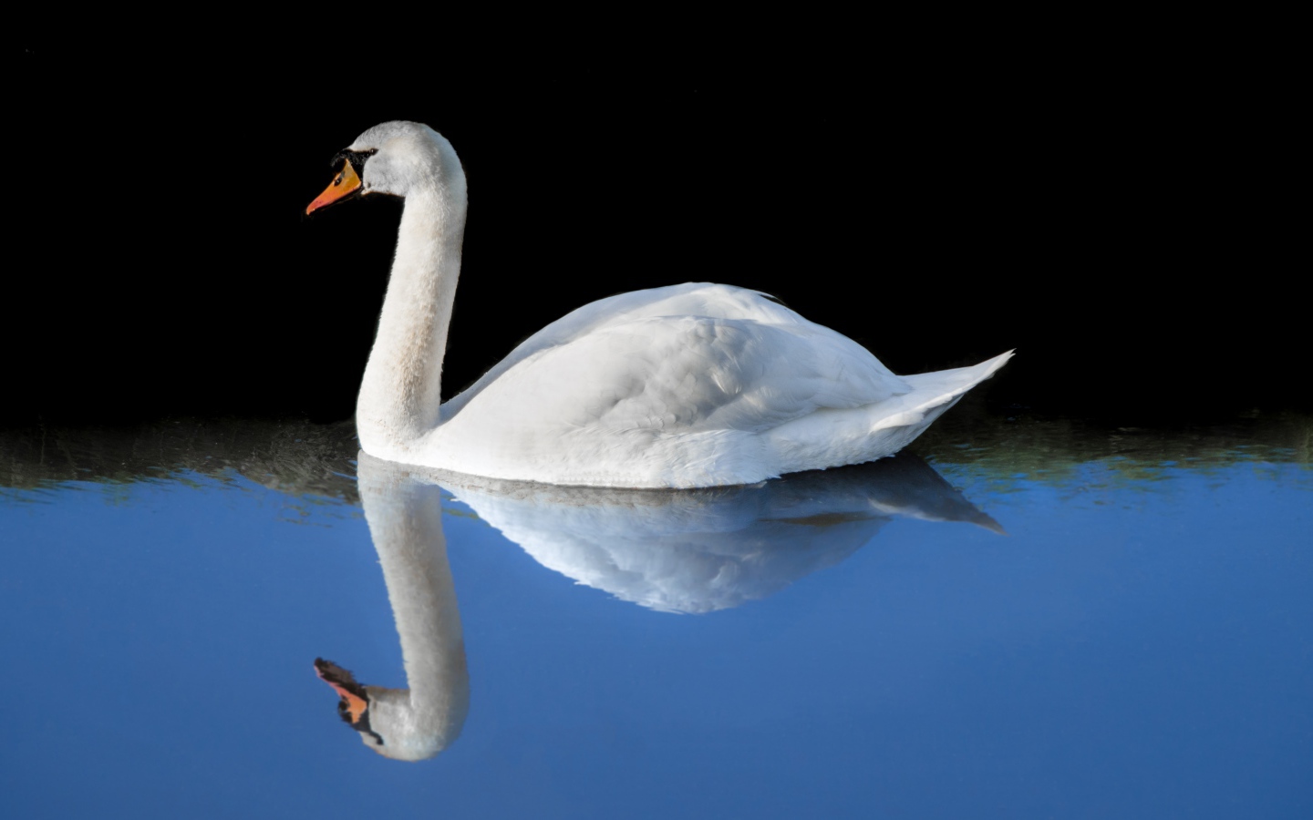 Красивый белый лебедь отражается в холодной воде