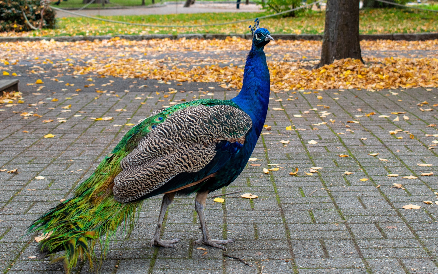 Большой красивый павлин гуляет в осеннем парке