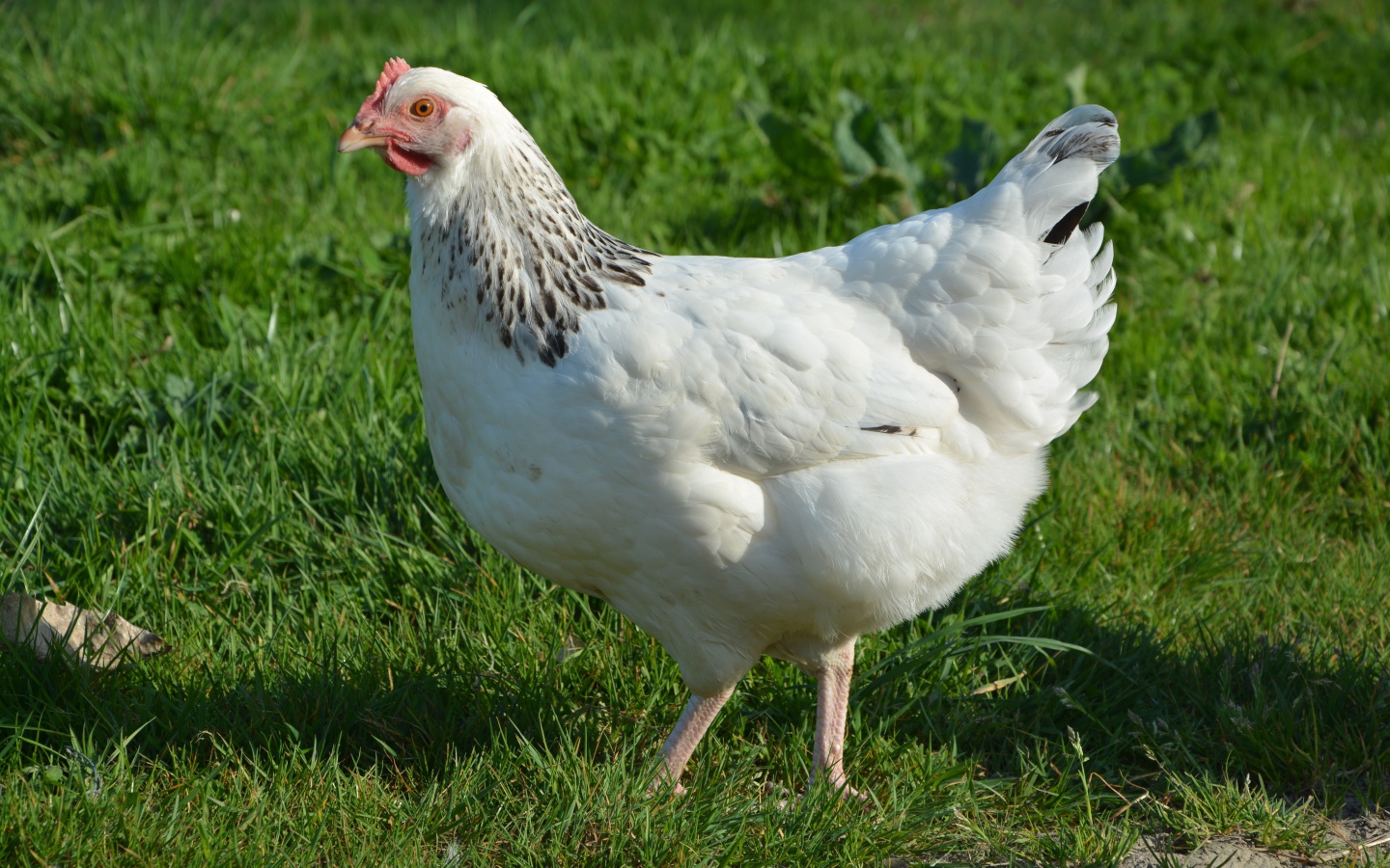 Большая белая курица гуляет по зеленой траве 