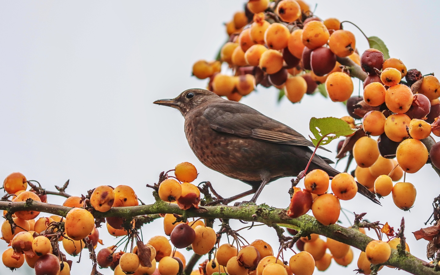 Черный дрозд сидит на ветке с ягодами