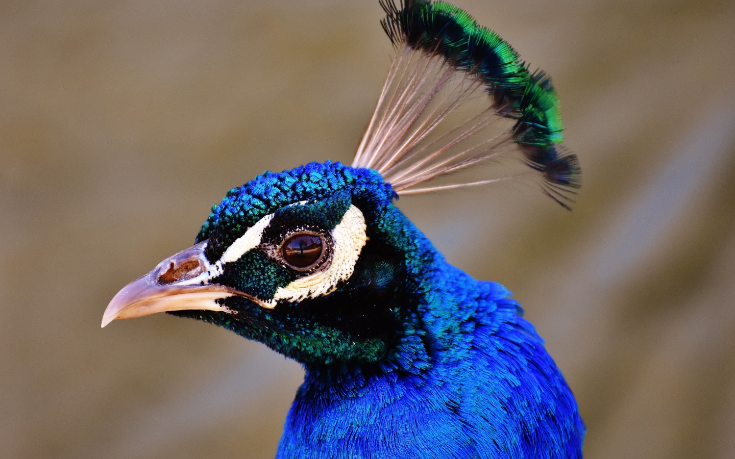 Голова голубого павлина крупным планом 