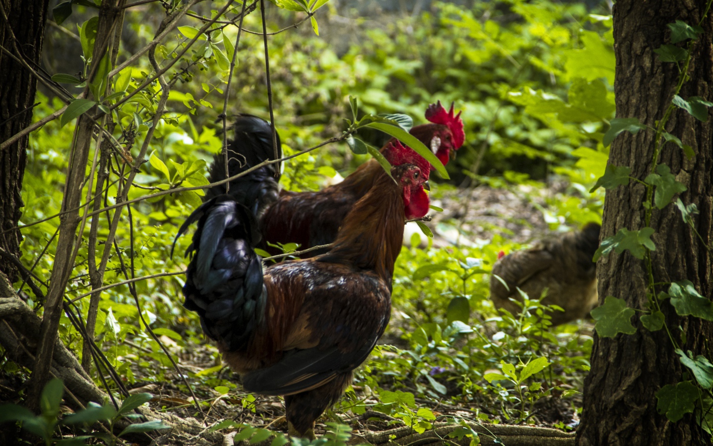 Домашние петухи гуляют в лесу