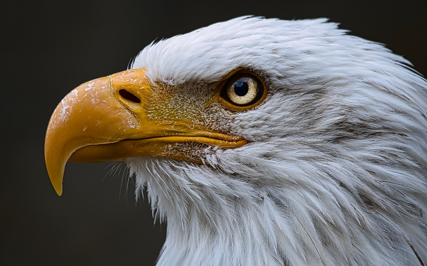 Голова орлана с острым желтым клювом 