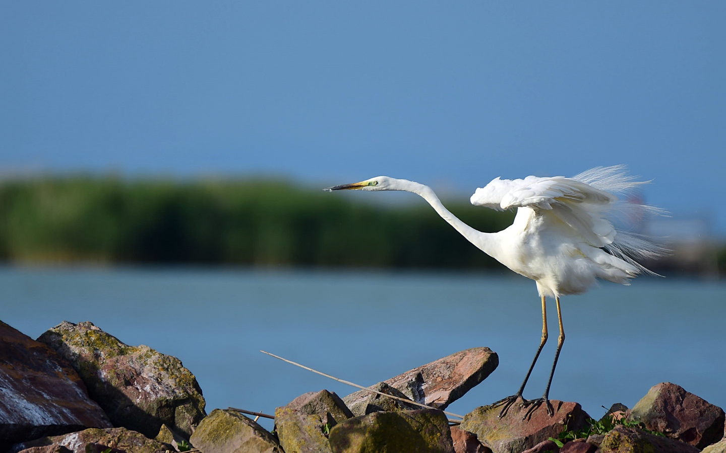 Белая цапля на камне готовится к взлету