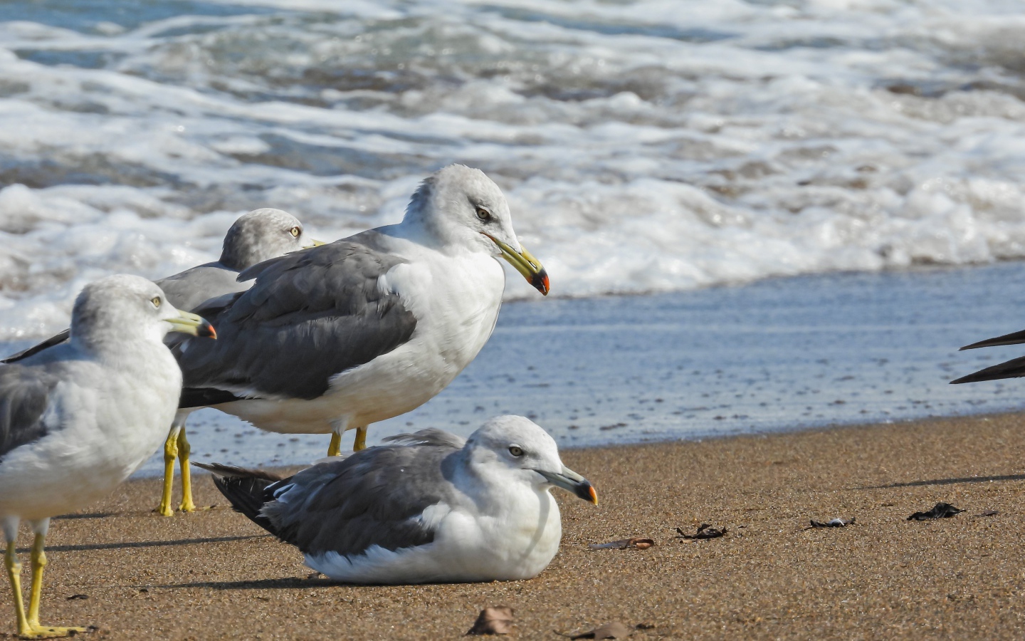 Четыре чайки сидят на песке у моря