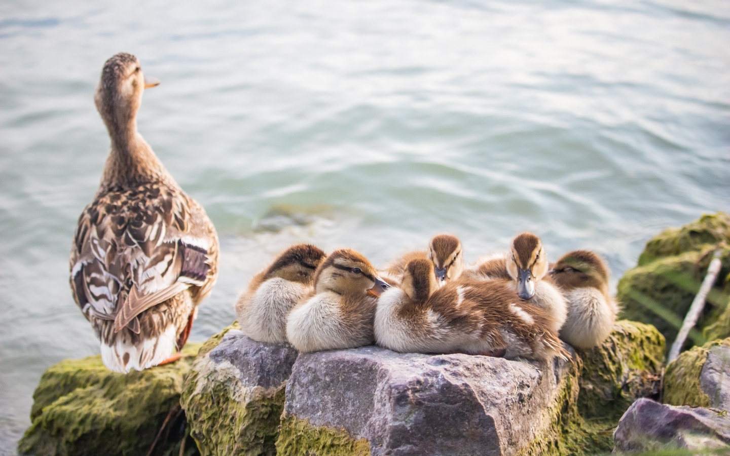 Серая утка с утятами на камне
