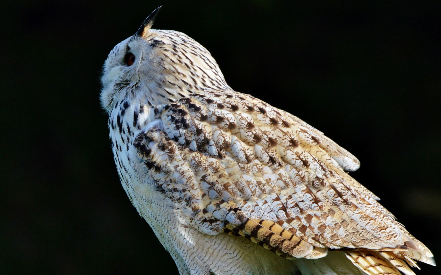 Большая белая сибирская сова на черном фоне